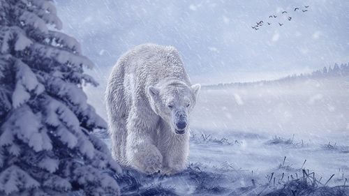 STUDIU  În lipsa focilor, urşii polari apelează - fără mare succes - la ouă pentru a se hrăni