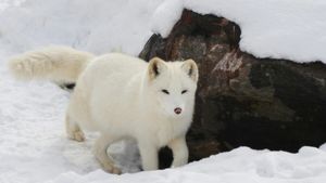 Vulpile polare au făcut o revenire spectaculoasă în Scandinavia, dar soarta speciei nu este încă sigură, anunță cercetătorii norvegieni/ Prădătorii și lipsa diversității genetice sunt principalele amenințări