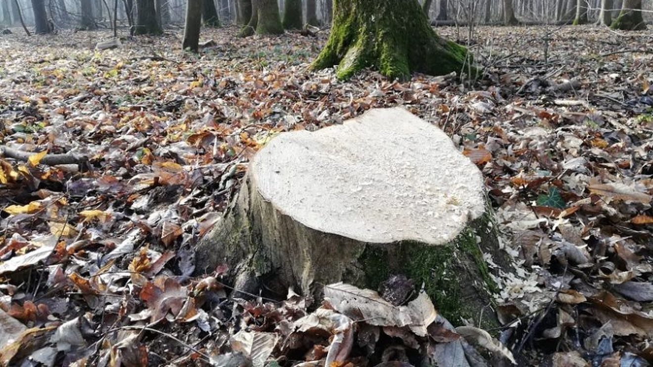 RAPORT ONU: Planeta a pierdut aproape 100 de milioane de hectare de pădure în ultimele două decenii