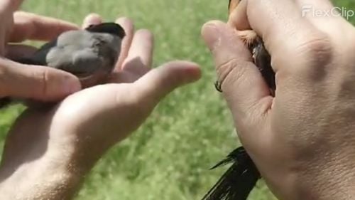 94 de păsări sălbatice, eliberate în mediul natural de comisarii Gărzii de Mediu