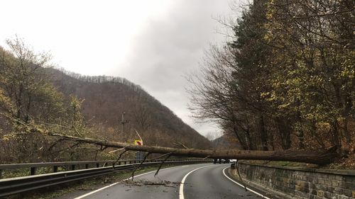 Sibiu: Trafic rutier blocat pe DN7, Valea Oltului, după ce un copac  a căzut pe carosabil