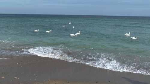 VIDEO Lebedele și soare în Vama Veche, în loc de gerul din februarie