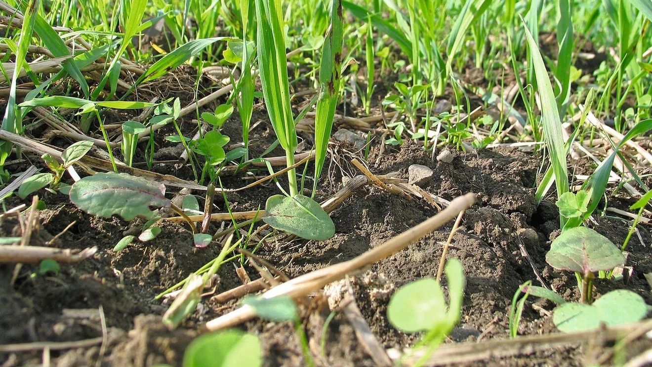 Le Monde: Inversarea ideologică a societății germane în fața Green Deal / Extrema dreaptă și dreapta profită de îngrijorările tot mai mari ridicate de măsurile de combatere a încălzirii globale, susținute de Verzi