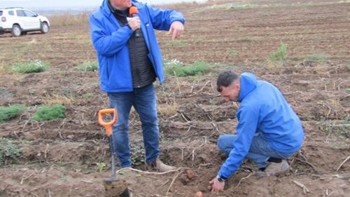 VIDEO | Cartofi românești pe raftul magazinelor tot timpul anului/ Nicolae Șerban (Șerban Holding): „Totul pleacă de la pământ, de la respectul pe care i-l arăți pământului”