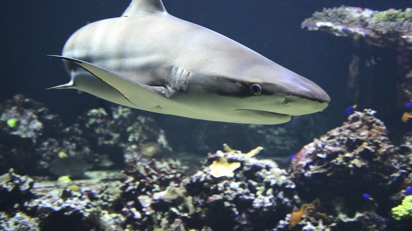 Un bărbat a fost ucis de un rechin în Marea Barieră de Corali din Australia