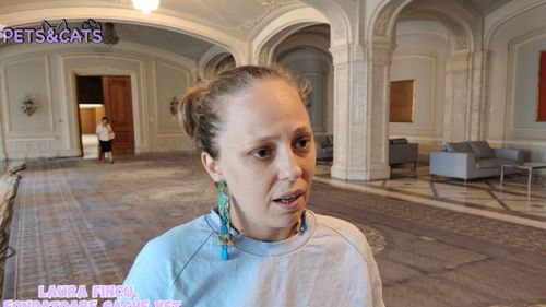 VIDEO EXCLUSIV | Legea care nu vede durerea nu apără viața – campania Sache Vet pentru modificarea Legii 205/20024 privind protecția animalelor / Zeci de mii de oameni au semnat petiția? „Avem legi, dar lipsesc mecanismele de aplicare. În majoritatea cazurilor, animalele rămân în locul abuzului, chiar și după ce autoritățile confirmă fapta”