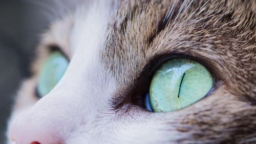 Colaborare inedită pentru cercetarea geneticii pisicilor: Descoperiri care vor schimba viitorul felinelor