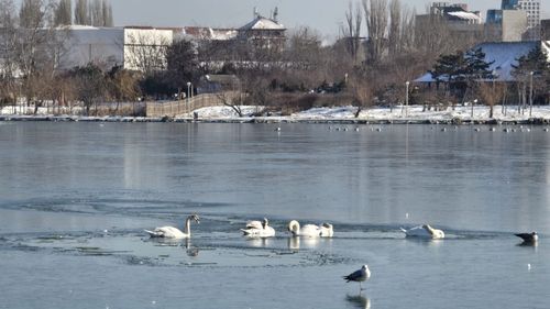 Autorităţile locale, Poliţia şi Jandarmeria vor restricţiona accesul pe suprafeţele de apă îngheţate din Ilfov: Stratul de gheaţă instabil poate pune în pericol viaţa oamenilor