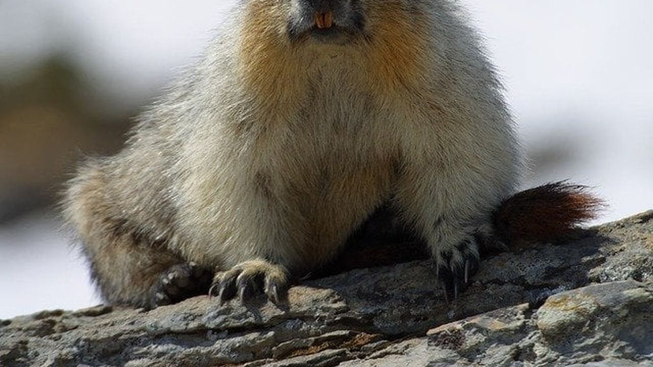 Mongolia a emis o avertizare de ciumă bubonică după ce poliţia a confiscat 22 de marmote moarte / Ciuma bubonică este o boală bacteriană răspândită prin purici care trăiesc pe rozătoare sălbatice