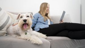 Animalele de companie, motiv de scandal la bloc. Se trec sau nu la întreținere câinii și pisicile? Ai nevoie de acordul vecinilor?