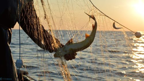 Pescuitul științific, folosit ca acoperire pentru contrabandă cu pești din specii protejate. Magistrați: „Atingere gravă adusă diversității genetice și exploatării speciilor și ecosistemelor fluviului Dunărea”. Protagoniștii au scăpat de închisoare