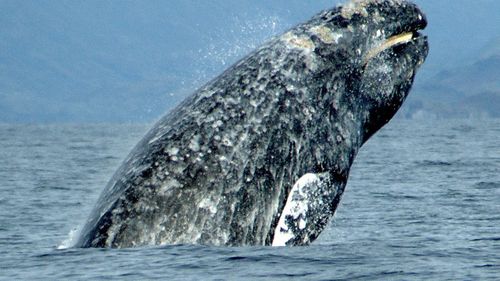 STUDIU SUA: Declinul populaţiei de balene cenuşii se extinde, dar există şi semne încurajatoare, cum ar fi numărul crescut de pui născuţi şi exemplare cu o stare de sănătate mai bună