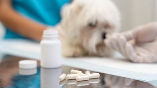 Rezistența la antibiotice ajunge la animalele de companie: Pisicile și câinii noștri pot purta bacterii imposibil de tratat