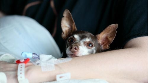 Câinele este, într-adevăr, cel mai bun prieten al omului: Iată cum poate ajuta pacienții din spitalul de urgență (VIDEO)