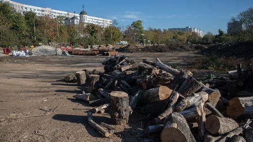 Amenzi majorate în București pentru deteriorarea spaţiilor verzi și arborilor: între 3.000 și 5.000 de lei va fi sancționată tăierea copacilor, față de 25-50 de lei în prezent