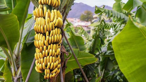 Cocaină și banane: Cehii au confiscat 646 de kilograme de drogurile ascunse între ciorchinele venite din Ecuador