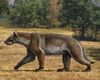 Cercetătorii spanioli au descoperit o nouă specie de „câine-urs” / Datează de acum 15,9 milioane ani / Avea dimensiunea unui tigru și o greutate de aproape 200 de kilograme