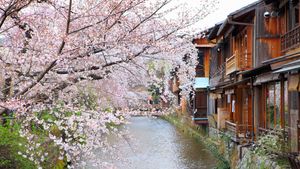 Povestea gardianului florilor de cireș din Japonia, în vârstă de 97 de ani
