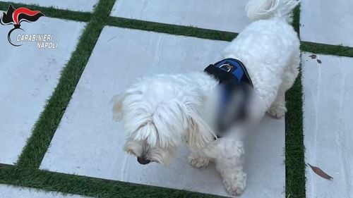 Un cap al Camorrei napolitane, Luigi Cacciapuoti, arestat de carabineri într-o vilă somptuoasă la Villaricca, la periferia Napoli, mulţumită unui caniş