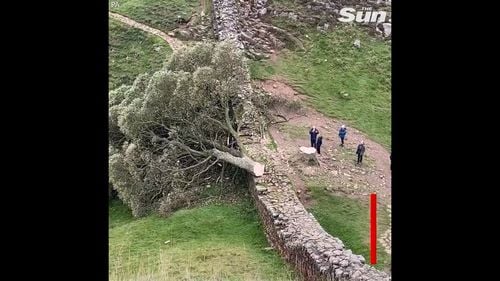 Zidul lui Hadrian, monument UNESCO din nordul Regatului Unit, avariat după doborârea legendarului copac „Sycamore Gap”, vechi de 300 de ani