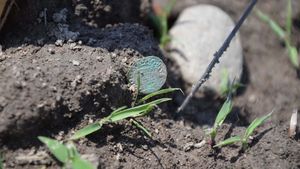 Peste 400 de monede de argint, descoperite în Timiș cu un detector de metale / Banii datează în secolul al XVI-lea