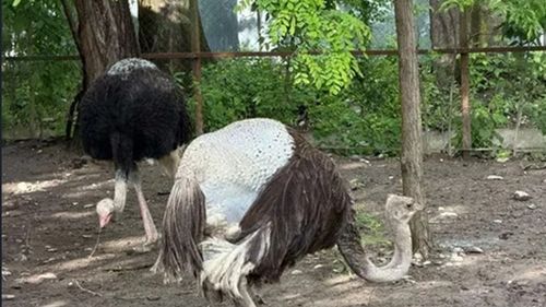 Struți fără pene și cămile fără blană la ZOO Bucov / Specialiștii explică fenomenul care i-a speriat pe vizitatori: ”E ceva normal”