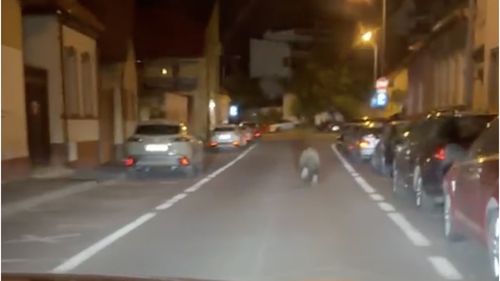 VIDEO Urs filmat alergând, duminică seară, pe o stradă din Brașov / Trei urși au fost omorâți în ultimele zile, în municipiu