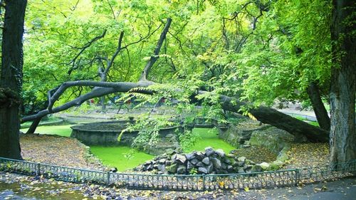 Avocatul USR: Tribunalul Bucureşti respinge mutilarea Parcului Cişmigiu/ Sentința nu este definitivă, dar suspendă executarea proiectului