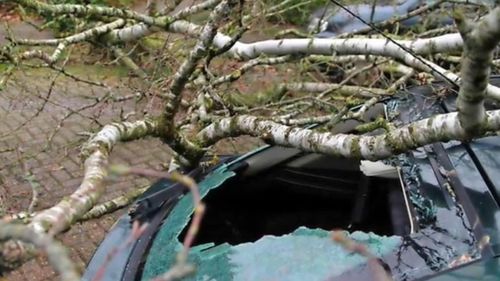 Copaci căzuți în urma furtunii din București