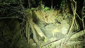 O ursoaică cu doi pui este blocată într-un gard de sârmă, pe o uliță din satul Valea Lupșii, în Alba/ Va fi tranchilizată pentru eliberare