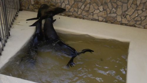VIDEO Cei patru delfini şi cei trei lei de mare din Ucraina au ajuns la Delfinariul din Constanţa