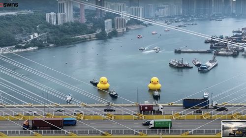 Instalație compusă din două rațe gonflabile care măsoară 18 metri, în Portul Victoria din Hong Kong, în scopul readucerii fericirii