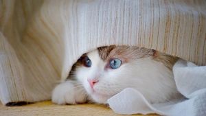 Știința a descoperit un lucru fascinant despre animalele de companie: nu doar că ne iubesc, ne și apără creierul de stres, anxietate și declin cognitiv