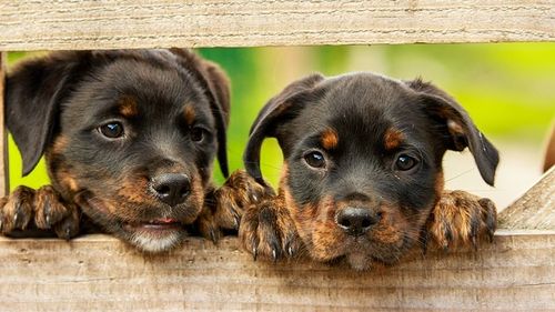 Australienii adoptă animale de companie pentru a combate singurătatea izolării la domiciliu