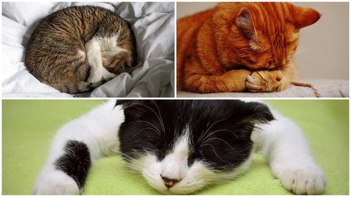 5 poziții comune de dormit ale pisicii și ce înseamnă ele