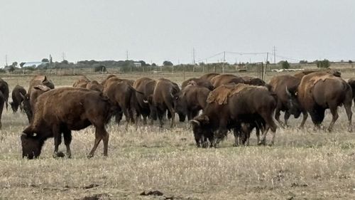 Bizonii din Bordeasca Veche: fermierul Răzvan Avram crește aproape 80 de animale și vinde exemplare mature pe piața din Austria