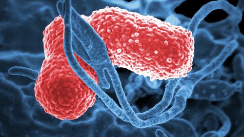 Un virus capabil să ucidă o superbacterie, descoperit într-un pârâu din Australia