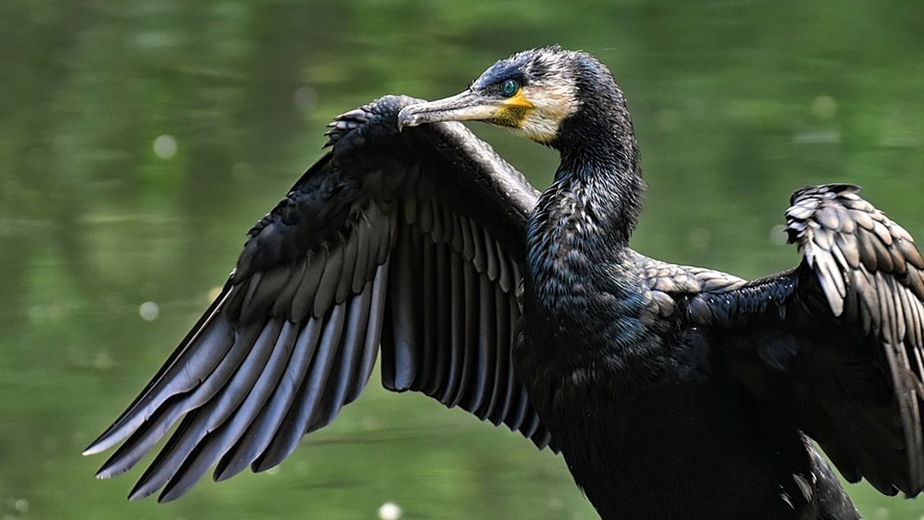 Cormoranul mare poate fi vânat pe tot parcursul anului în România/ Proiectul a fost votat de Camera Deputaților, for decizional