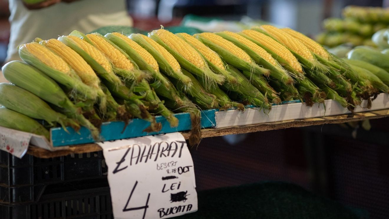 Estimarea privind recolta de porumb în UE, diminuată cu 10% din cauza randamentului mic în România, Franța, Bulgaria și Ungaria