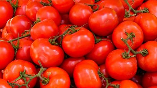 Producătorii de tomate din județul Olt au început să recolteze și vând produsele la preţuri între 25 lei şi 32 de lei pe kilogram, la plecarea din fermă