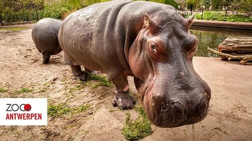 Doi hipopotami au fost testați pozitiv cu COVID-19 la grădina zoologică din Antwerp (Anvers) din Belgia, posibil primele cazuri raportate la această specie