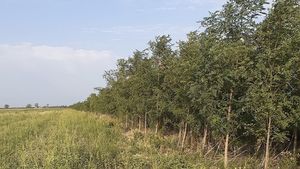 Suspiciuni de omor, în cazul femeii găsite la marginea pădurii Bragadiru în stare avansată de putrefacție