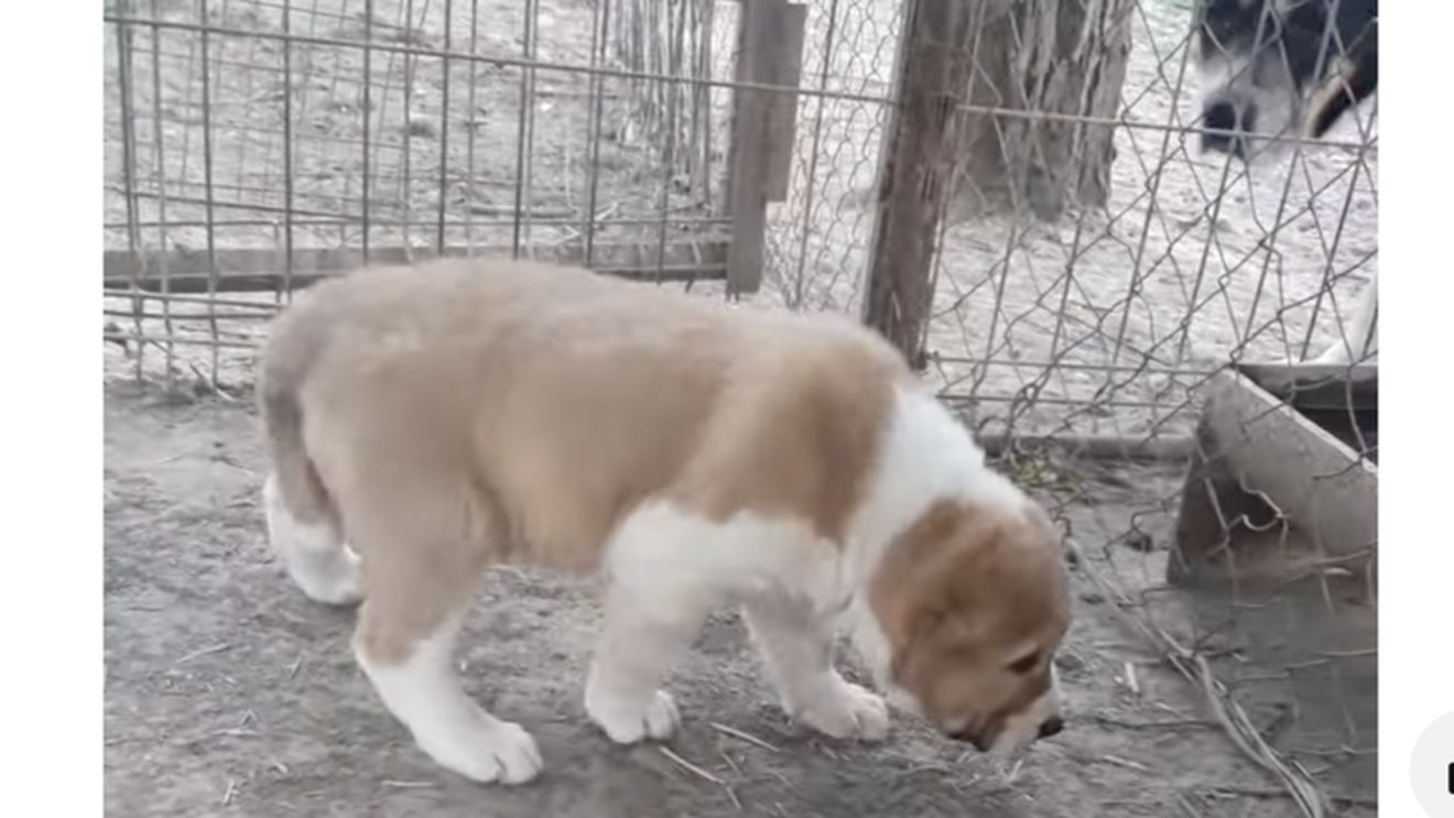 Un crescător de câini din Bihor, condamnat pentru că ar fi tăiat urechile la 6 pui ca să-i înfrumuseţeze