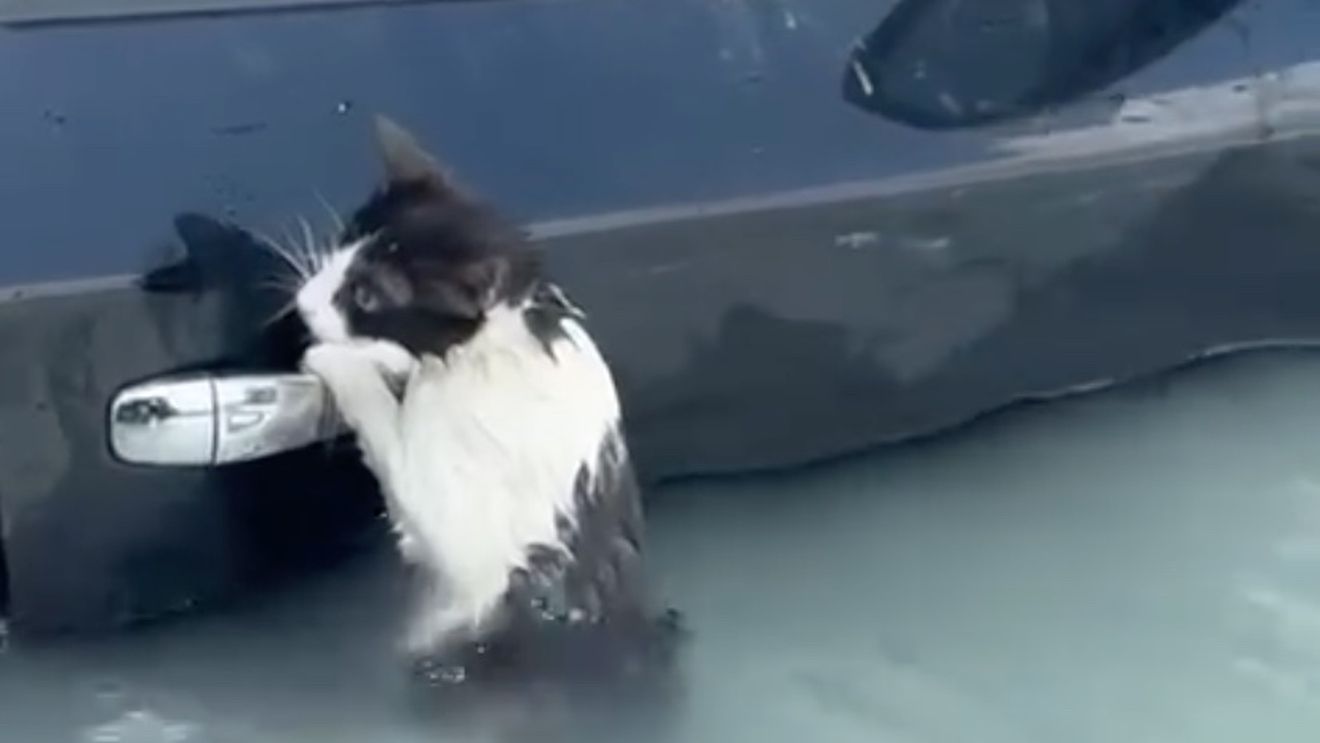 VIDEO Poliția din Dubai a salvat o pisică din inundațiile provocate de ploaia record/ Pisica se agăța de portiera unei mașini