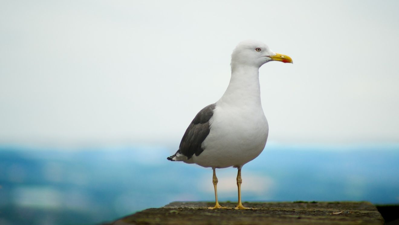 Norvegia şi Finlanda se confruntă cu o epidemie record de gripă aviară, care se extinde rapid