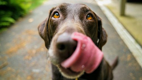 Cel mai bun prieten al omului: cumpărăm sau adoptăm animale de companie?