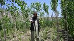 „Fuseseră devastate”: În Afganistan, pădurile renasc din cenușa războiului / Aproximativ 50% din suprafața forestieră a dispărut