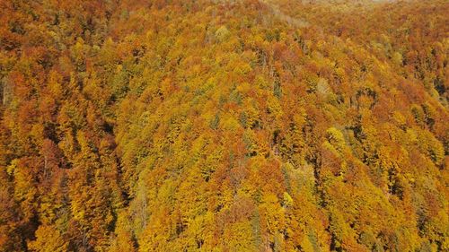 Tineri ucraineni, printre care un fost militar, recuperaţi din munte după ce au trecut în România