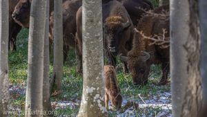 28 de zimbri trăiesc în sălbăticie în Munţii Făgăraş, după 200 de ani de când au dispărut din zonă / Au fost aduşi din Suedia, Marea Britanie și alte zone din România printr-un program al Conservation Carpathia