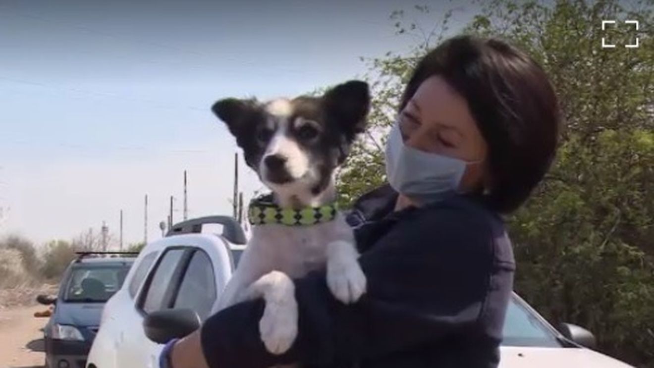 Un cățel rămas singur o lună într-o gospodărie din Vaslui, salvat de voluntari